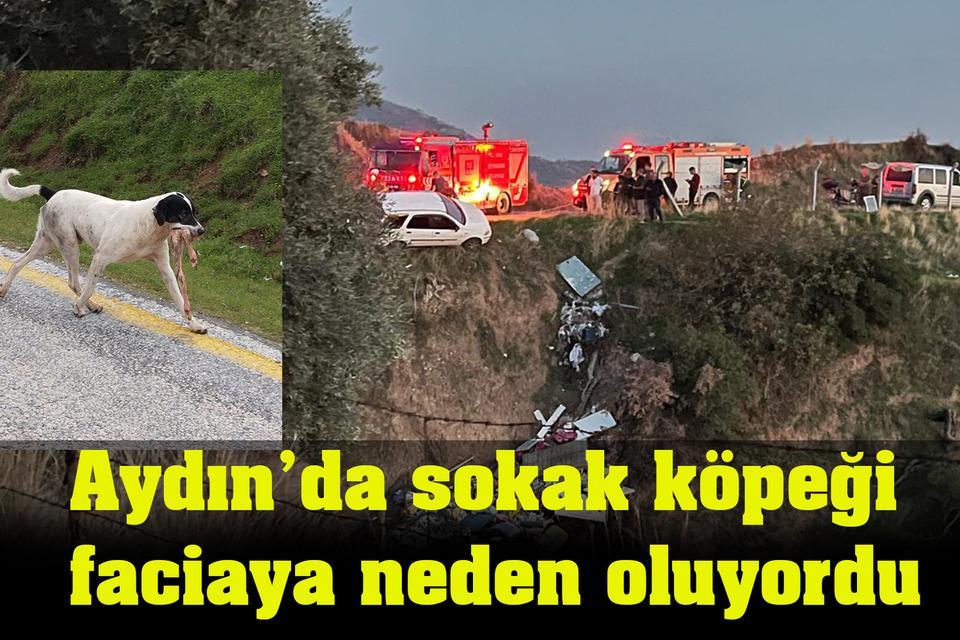 Aydın’da sokak köpeği faciaya neden oluyordu