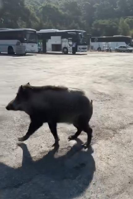 Şakir, otogarın maskotu oldu