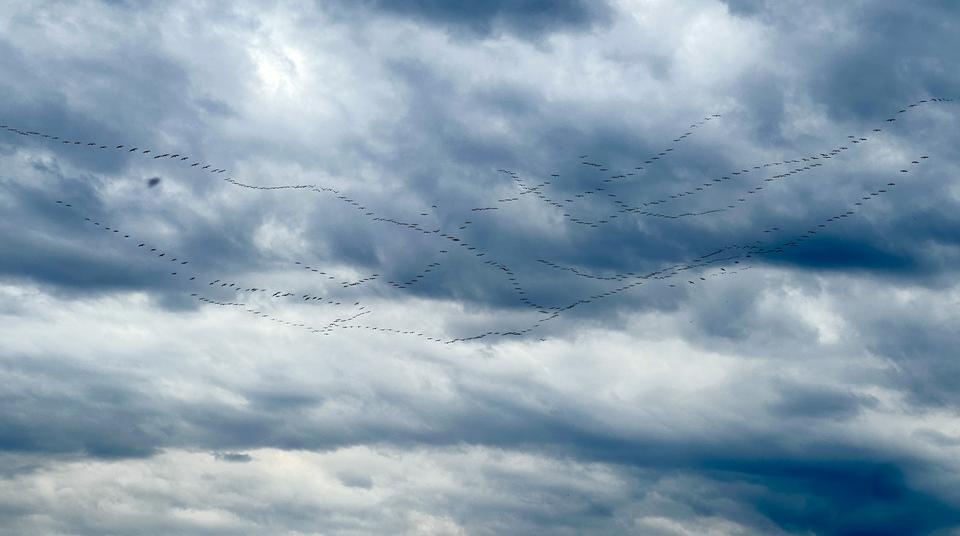 GÖÇ YOLUNDAKİ PELİKAN SÜRÜSÜNÜN BURSA MOLASI