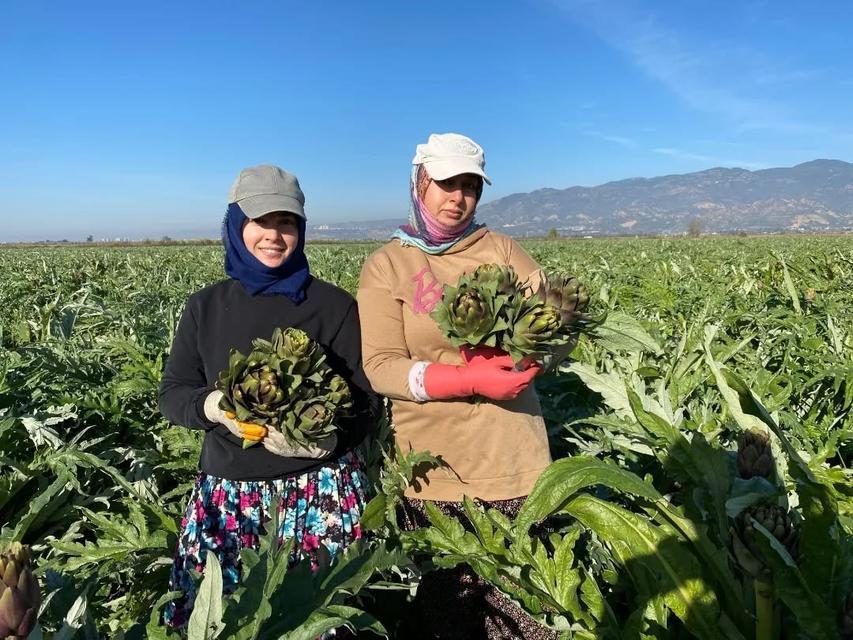 Aydın tarımında risk yükseliyor: 28-30 Aralık’a dikkat