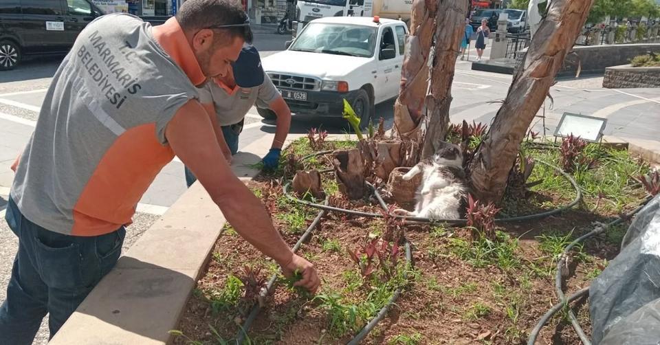 İşçiler çalışırken keyfini bozmayan kedi köyün ağası gibi poz verdi