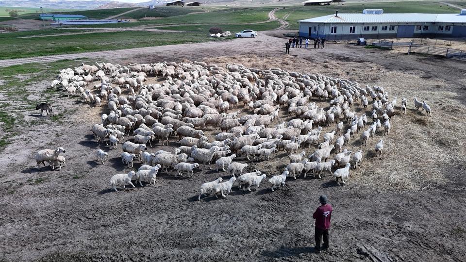 ONLARCASI ARASINDAN KENDİ ANNELERİNİ KOKLAYARAK BULDULAR ANNELER GÜNÜNDE SİVAS'TA BULUNAN ULAŞ TARIM İŞLETMESİ MÜDÜRLÜĞÜ (TİGEM), İNSANLARDA OLDUĞU GİBİ HAYVANLARDA DA ANNENİN ÖNEM VE KIYMETİNİ GÖZLER ÖNÜNE SEREN RENKLİ GÖRÜNTÜLERE SAHNE OLDU BAHARLA BİRLİKTİ DÜNYAYA GELEN KUZULAR ONLARCA KOYUN ARASINDAN KOKLAYARAK KENDİ ANNELERİNİ BULUP SÜT EMDİLER