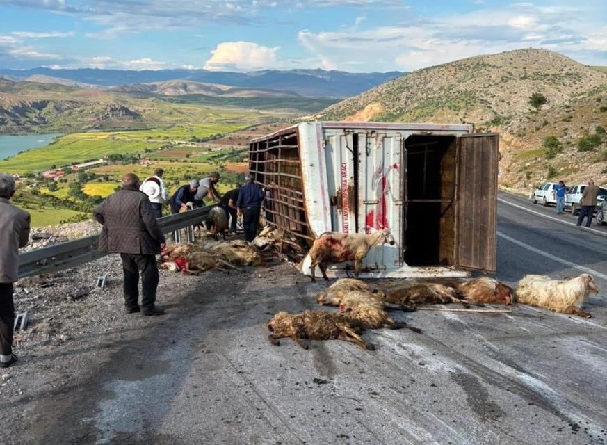 Canlı hayvan yüklü kamyon kaza yaptı! 15 koyun telef oldu