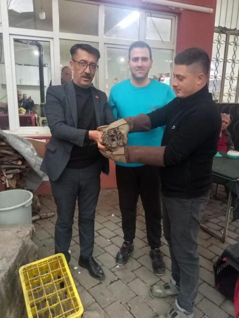 Aydın'da kahvehane camına çarpan baykuş rehabilitasyona alındı