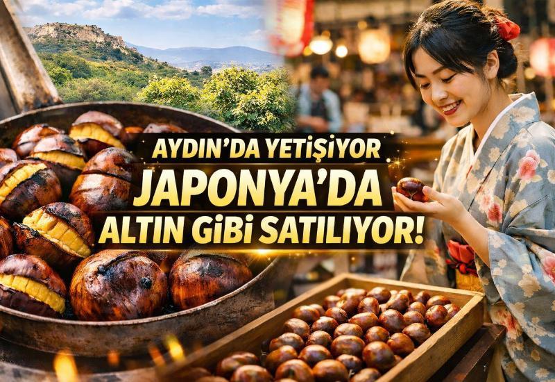 Aydın’da yetişiyor Japonya’da altın gibi satılıyor