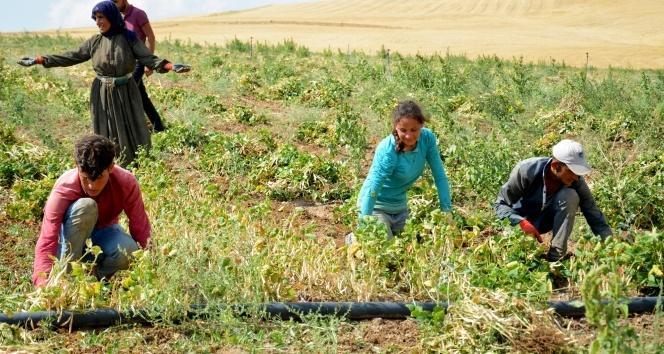 Tarım işçilerinin yevmiye ücretleri belli oldu
