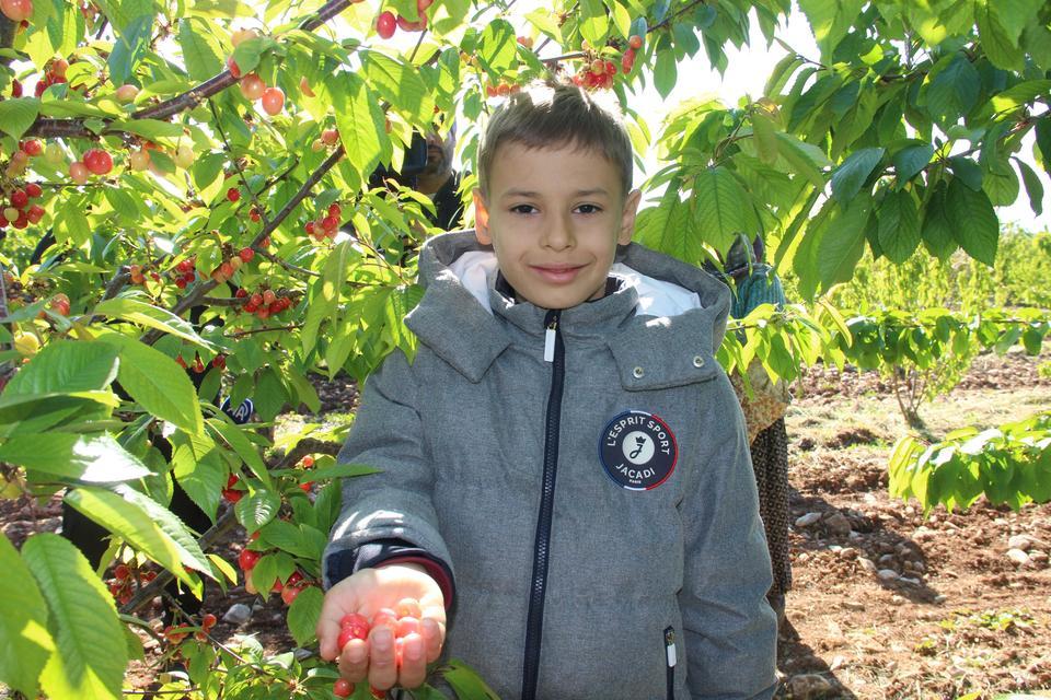İLK KİRAZIN KİLOSU 3 BİN 500 TL'DEN SATILDI KUZEY YARIMKÜRENİN İLK KİRAZI MANİSA'DA HASAT EDİLDİ
