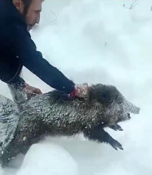 KARLI YOLDA DOMUZU ELLERİYLE YAKALAYAN ADAM KONUŞTU: "BİR ANI OLSUN DİYE YAKALADIM, KİMSEYE TAVSİYE ETMEM"