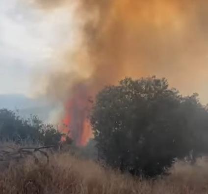 Bozdoğan’da orman yangını: Alevler rüzgârla büyüdü