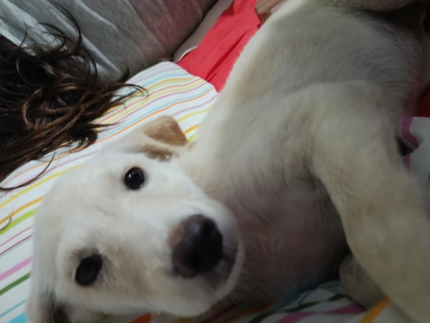 Aydın’da  bulduğu köpeğin sahibini aranıyor