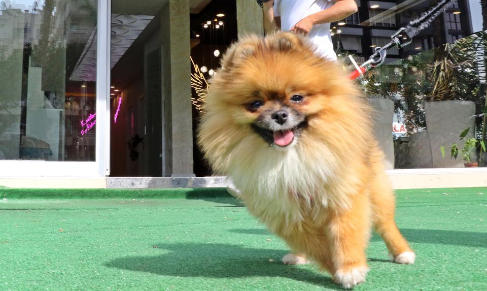 GÜZELLİK YARIŞMASINDA BİRİNCİ SEÇİLİP KAYBOLAN KÖPEK BULUNDU, SAHİPLERİ SEVİNCE BOĞULDU SAHİPSİZ SANIP ALAN KİŞİ TARAFINDAN BULUNAN KÖPEK, POLİS MERKEZİNDEN TESLİM ALINDI KÖPEĞİN SAHİBİ FAZIL BİLDİK: "KAYBOLDUĞU GECE HİÇ UYUMAMIŞ. ÇOK SEVİNÇLİYİM. O BENİM HER ŞEYİM" KÖPEĞİ BESLEYENLERDEN ÜLKÜ ASENA VARSAK: "2 GÜN BOYUNCA ÇOK ÜZÜLDÜK, CİĞERLERİMİZ PARÇALANMIŞTI"