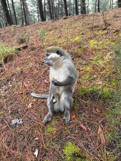Denizli'deki firari maymunların sırrı çözüldü