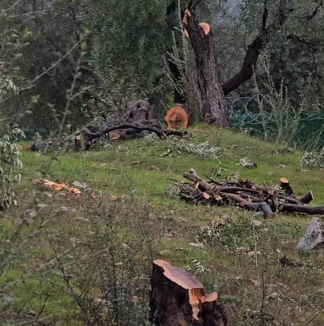 CHP’li başkan 100 yıllık zeytin ağaçlarını kesti, cezayı yedi