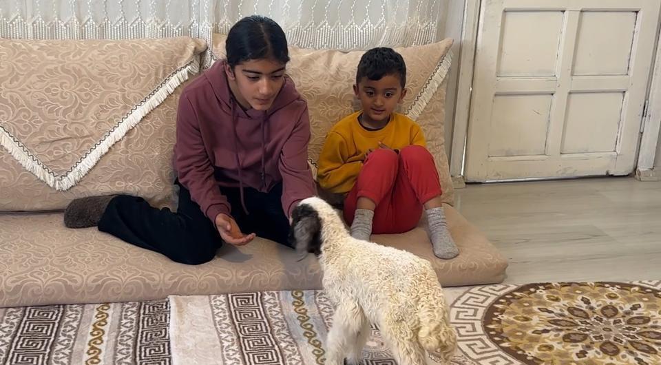 ANNESİZ KALAN KUZU AİLENİN 'UMUT'U OLDU ANNESİZ KUZUYU EV ORTAMINDA BEBEK ŞAMPUANIYLA YIKAYIP BİBERONLA BESLİYORLAR