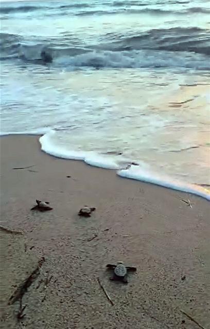 Didim’de 47 yavru caretta caretta denize ulaştı