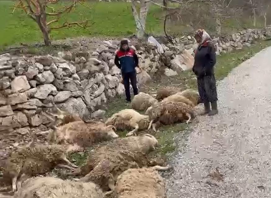 AÇ KALAN KURTLAR 22 KURBANLIK KUZUYU TELEF ETTİ