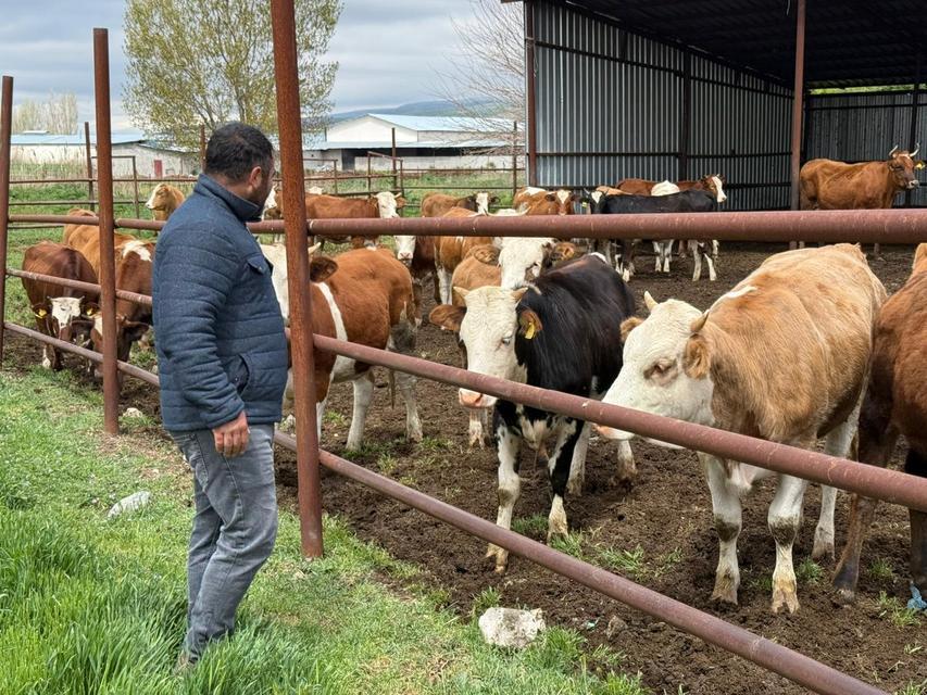 Büyükbaş kurbanlıklar bitti