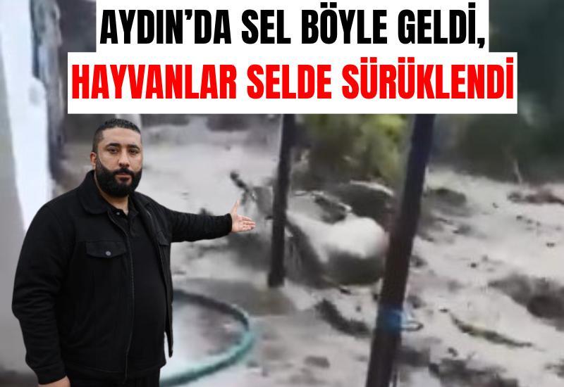 Aydın’da sel böyle geldi, hayvanlar selde sürüklendi