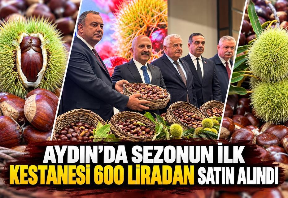 Aydın’da sezonun ilk kestanesi 600 liradan satın alındı