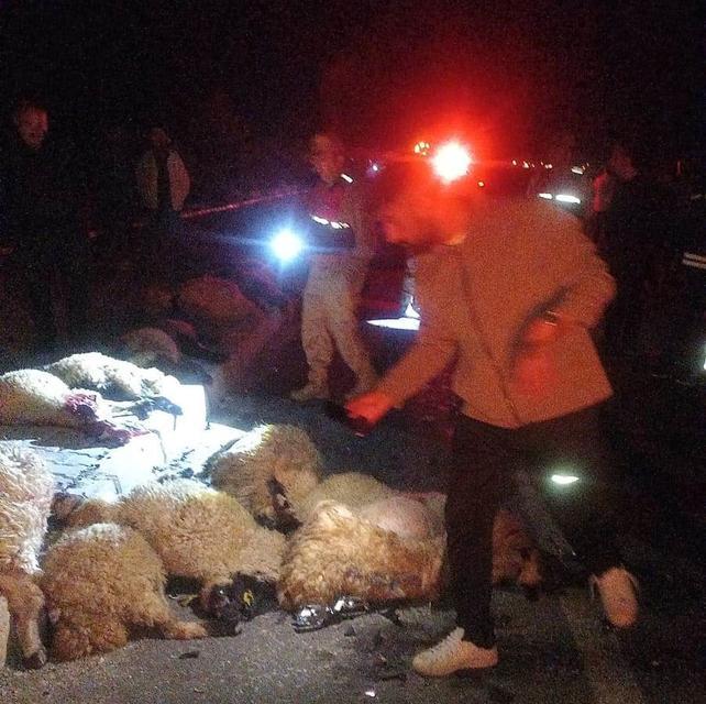 Otomobil koyun sürüsüne çarptı: 17 koyun telef oldu
