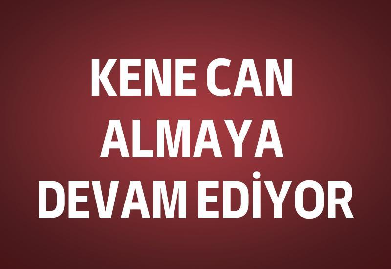 Kene can almaya devam ediyor