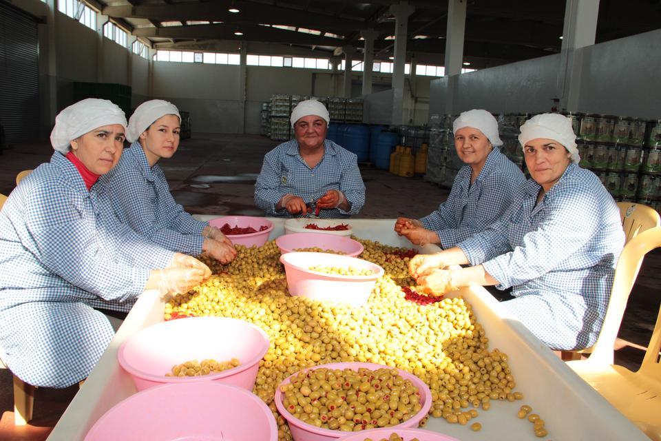 Sofralık zeytin ihracatında rekor yükseliş