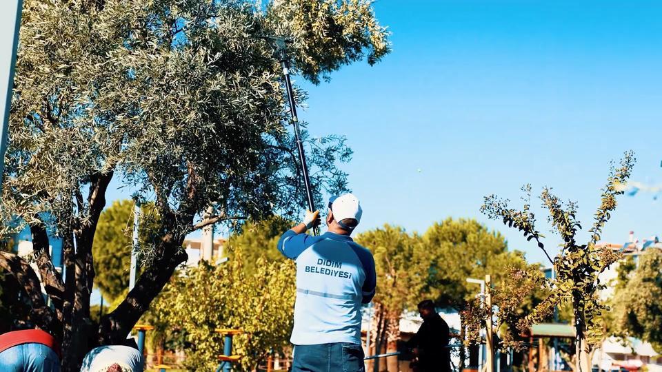 Didim Belediyesi zeytin hasadına başladı