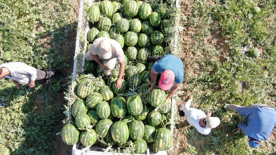 ÇUKUROVA'DAN SONRA TÜRKİYE'NİN GÖZÜ BURADA AYDIN KARPUZU İÇİN PAZARCILAR GÜN DOĞMADAN SIRAYA GİRİYOR KARPUZ KUYRUĞU TARLADA BAŞLIYOR