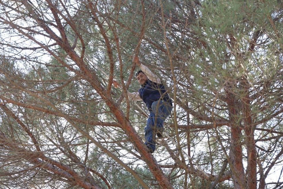 Aydın'da ekmek parası için komando gibi ağaçlara tırmanıyorlar