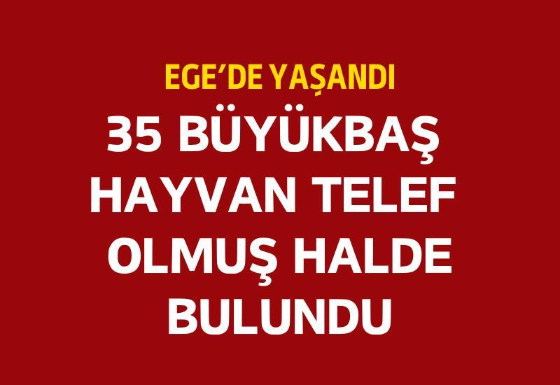 35 büyükbaş hayvan telef olmuş halde bulundu
