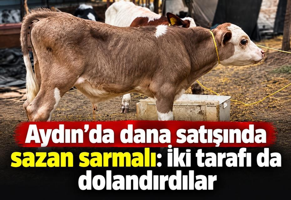 Aydın’da dana satışında sazan sarmalı: İki tarafı da dolandırdılar