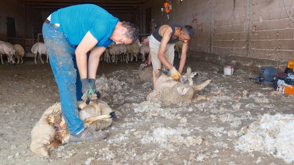 KIRKIMCILARIN YAZ SEZONUNDA GELİRLERİ GENEL MÜDÜR MAAŞINI ARATMIYOR KIRKIMCILAR SEZONUNDA AYLIK 250 BİN LİRA KAZANABİLİYOR