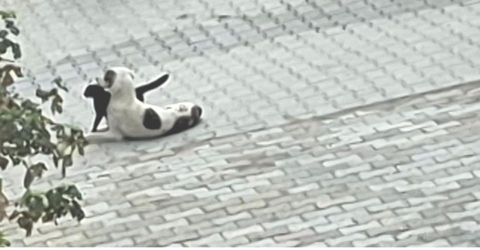 Kedi-köpek dostluğu kameralara yansıdı