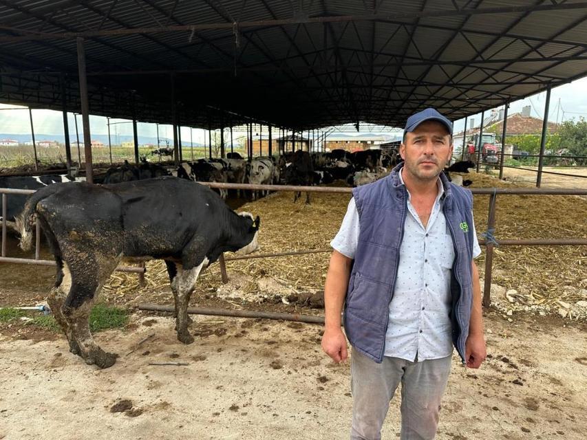 8 buzağı şapa kurban gitti