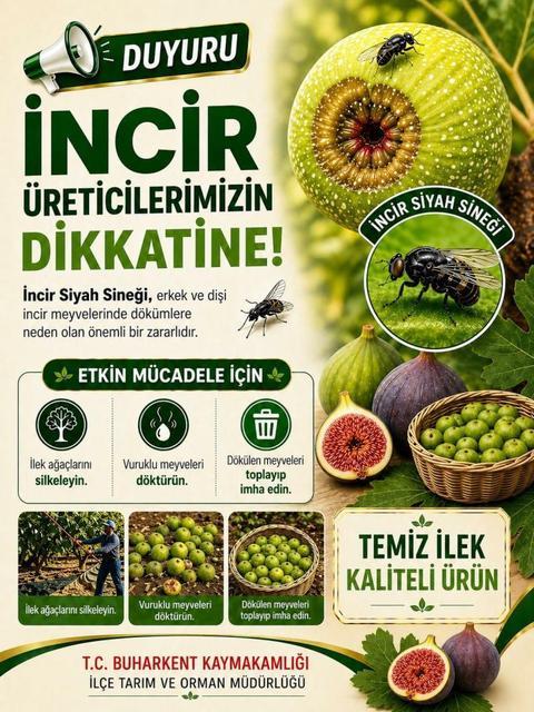 Buharkent’te incir üreticilerine siyah sinek uyarısı