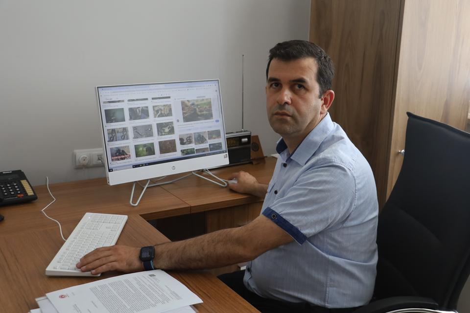 MAMAYA ALIŞTIRILAN KEDİLER TEMBELLEŞTİ, ŞEHİRLERDEKİ FARE VE YILAN SAYISI ARTTI
