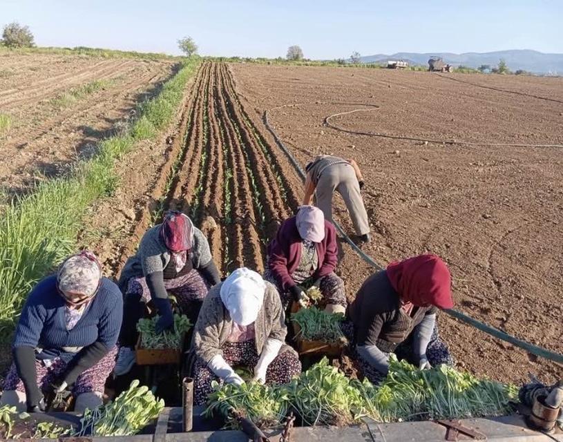 Karacasu'da çiftçilerin tütün mesaisi başladı