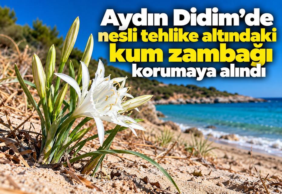 Didim’de nesli tehlike altındaki kum zambağı korumaya alındı
