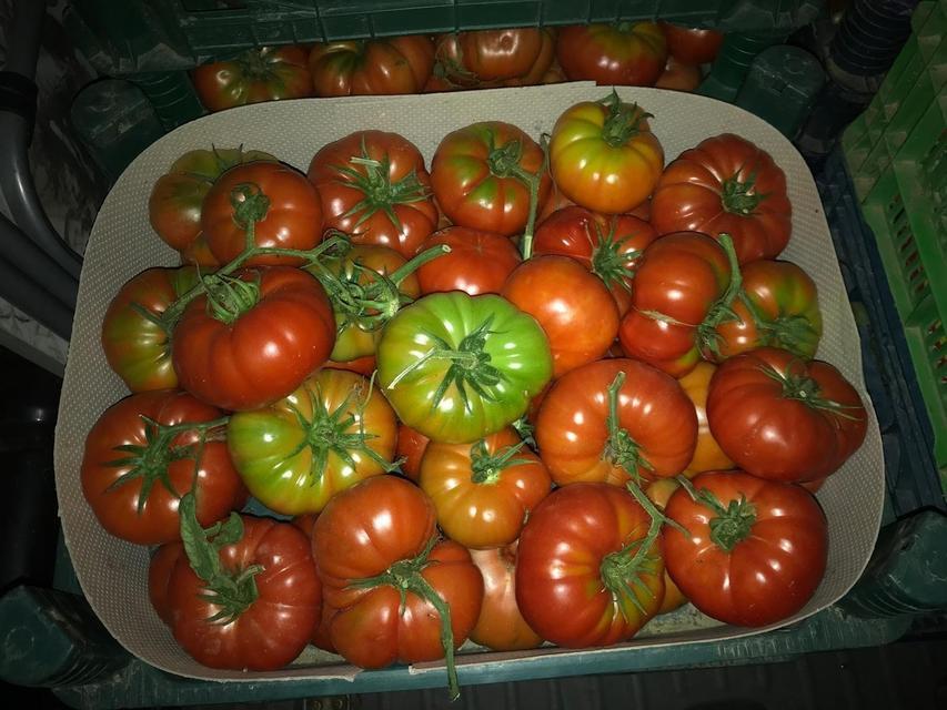 YEŞİLKEN TOPLANIYOR, RENK ALINCA SATIŞA SUNULUYOR ARAZİ ŞARTLARI VE İKLİMDEN DOLAYI ERKEN TOPLANAN DOMATESLER NAYLON ALTINDA OLGUNLAŞTIRILIYOR