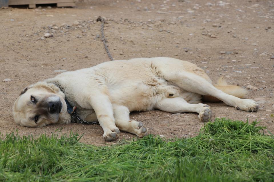DEĞİŞKEN HAVALAR ANADOLU ASLANLARINI DEPRESYONA SOKTU