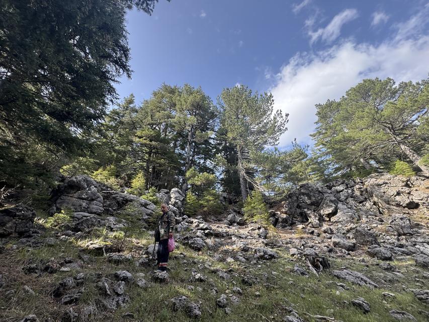 ANTALYA'DA 'KUZUGÖBEĞİ MANTARI' SEZONU BAŞLADI AKSEKİ İLÇESİNDE, SEDİR VE LADİN GİBİ AĞAÇLARIN DİBİNDE TOPLANAN KUZUGÖBEĞİ MANTARI,  KİLOGRAMI BİN 250 LİRADAN SATILIYOR
