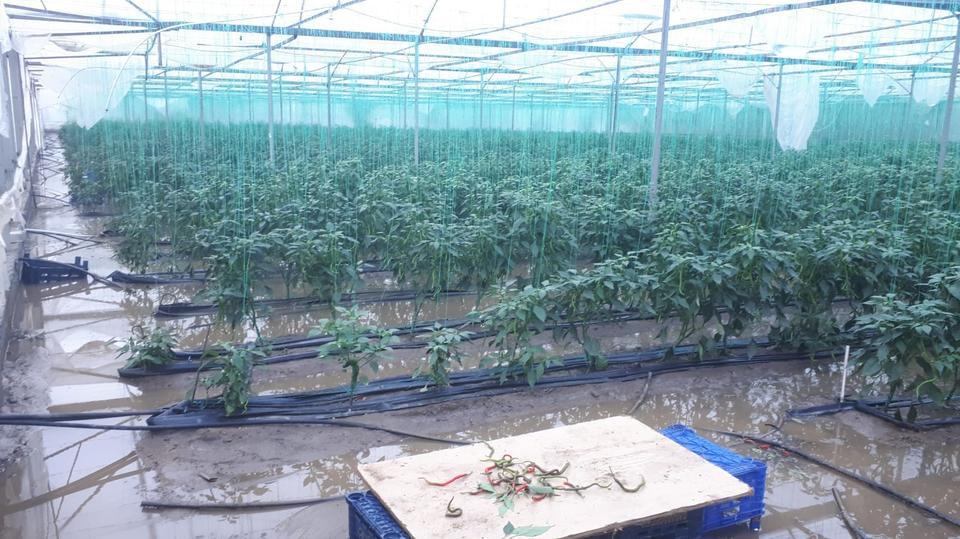 GERMENCİK GÜMÜŞKÖY SERALARINA SU BASTI
