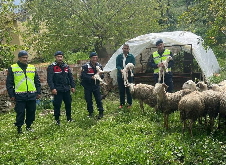 Aydın’da kaybolan koyunlardan sürpriz