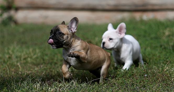 Aydın Veteriner Hekimler Odası’ndan mikroçip çağrısı