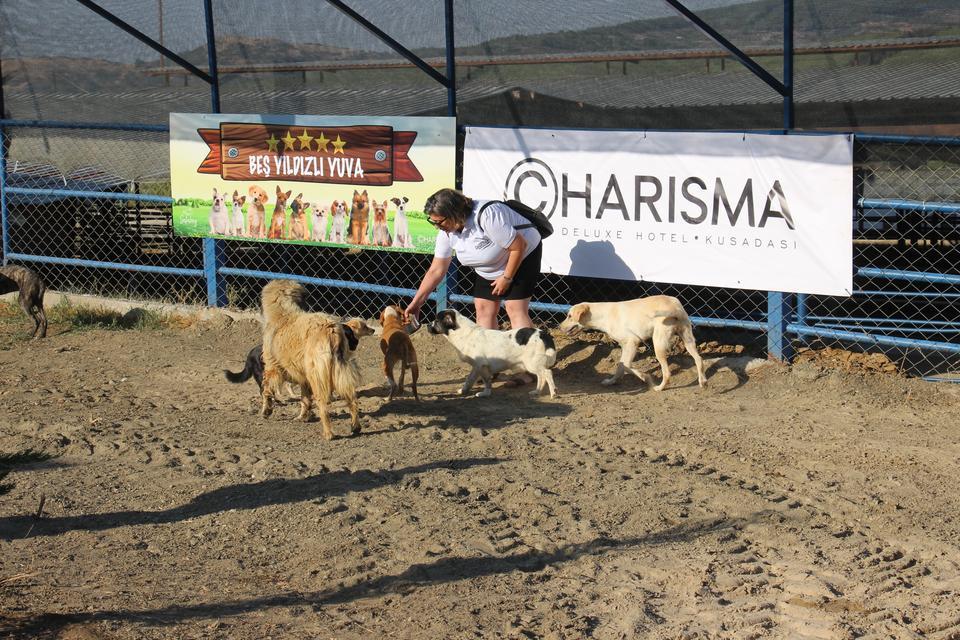 KUŞADASI'NDA SOKAK KÖPEKLERİ İÇİN ÖZEL BARINAK