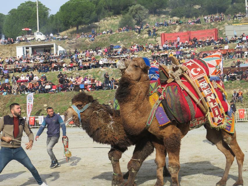 Söke  Hafta  sonu Deve  Güreşi Heyecanı Yaşayacak