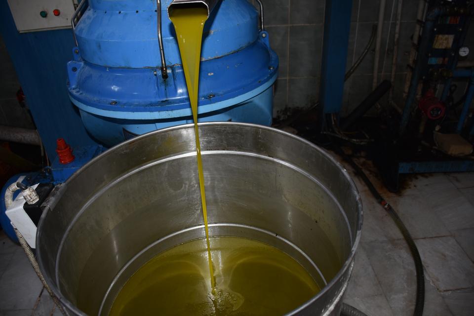 Germencik'te sezonun ilk zeytin sıkımı yapıldı