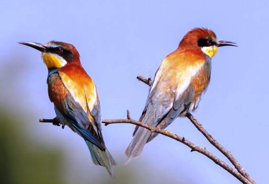 SAVCININ OBJEKTİFİNDEN YABAN HAYATI SAVCININ ÇEKTİĞİ HAYVANLAR ALEMİ VİDEOLARI BELGESELLERİ ARATMIYOR