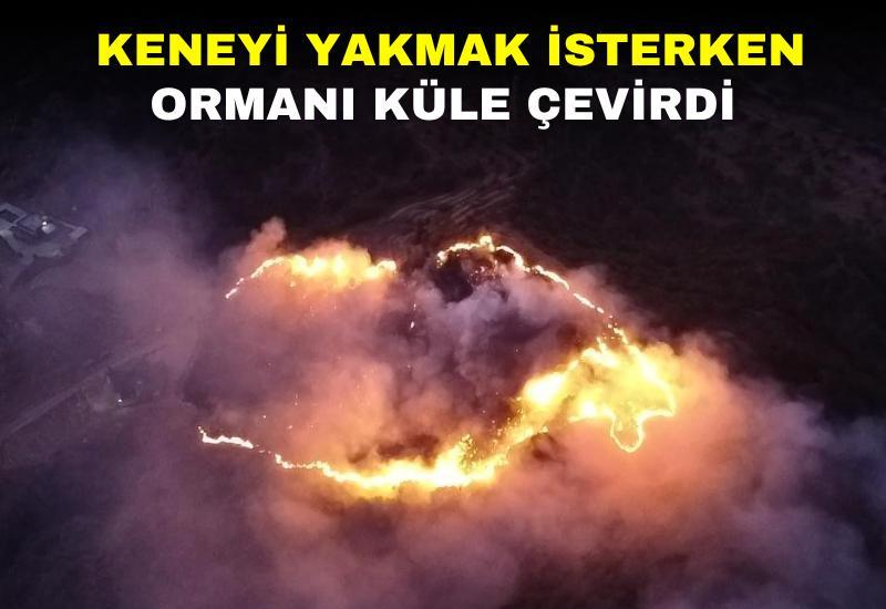 Keneyi yakmak isterken ormanı küle çevirdi