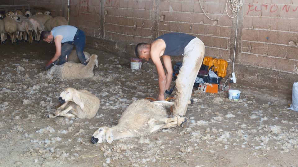 KIRKIMCILARIN YAZ SEZONUNDA GELİRLERİ GENEL MÜDÜR MAAŞINI ARATMIYOR KIRKIMCILAR SEZONUNDA AYLIK 250 BİN LİRA KAZANABİLİYOR